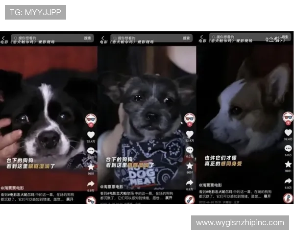 刘洋家的狗都比我们活得精致